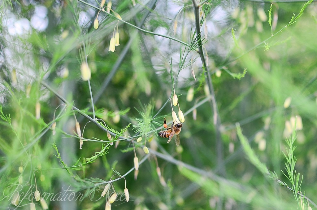 Gardens in June on Farmstead. Bee pollinating flower