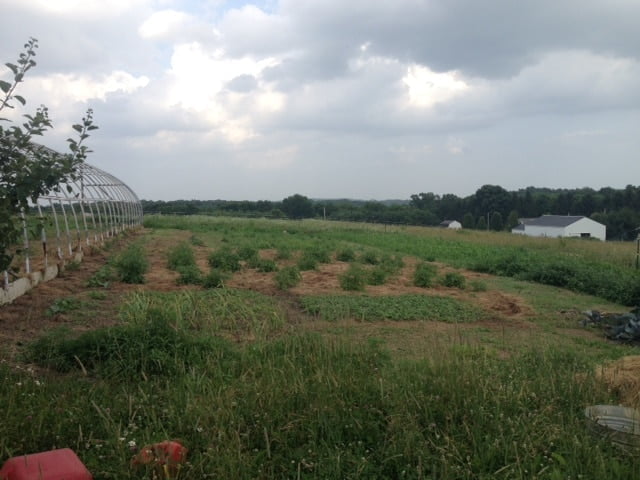 Gardens in June on Farmstead