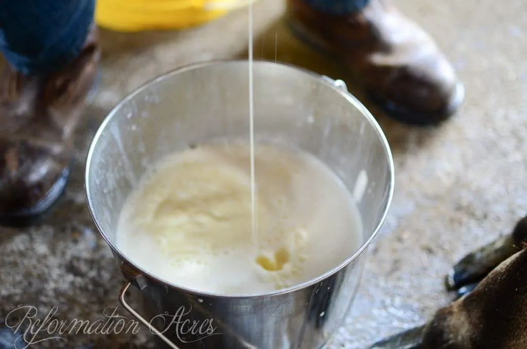 raw milk squirting into full milk bucket