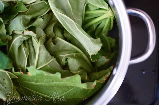 All-Natural, Organic Rhubarb Leaf Pesticide Spray