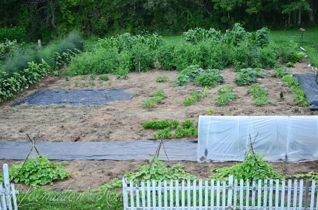 garden in early July
