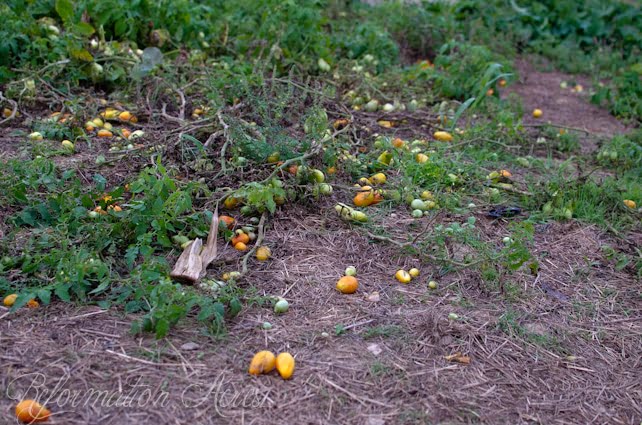Pantry Garden-11