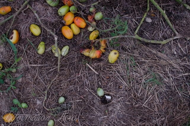 Pantry Garden-12