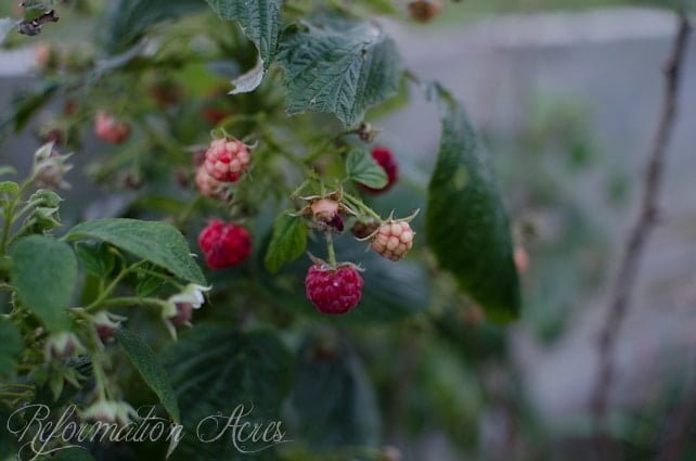 Pantry Garden-14