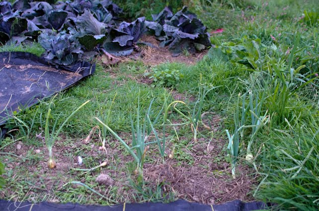 Pantry Garden-3