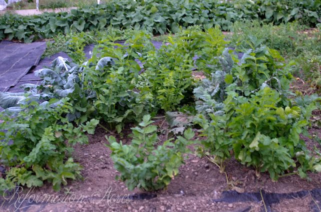 Pantry Garden-5