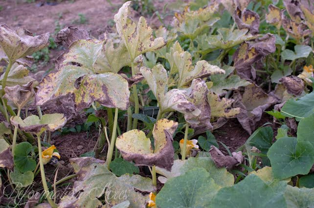 Pantry Garden-7
