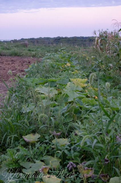 Pantry Garden-8