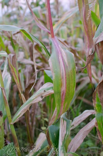 Pantry Garden-9