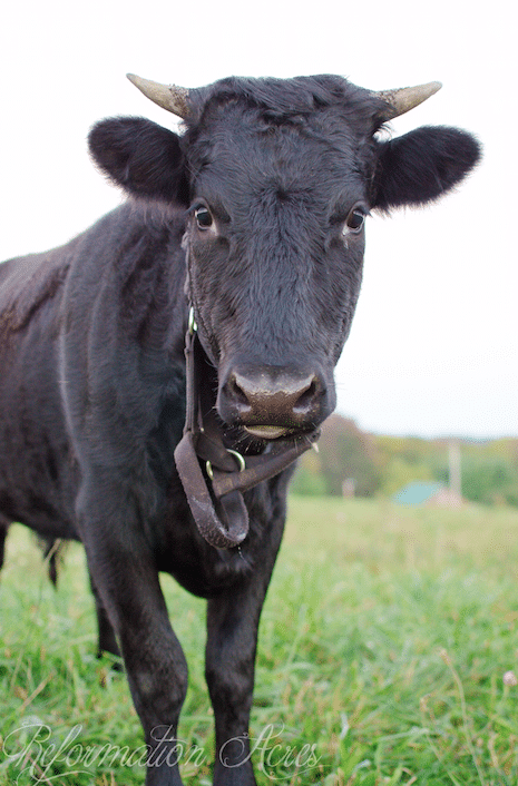 Why We Feed Our Family Milk Cow Grain