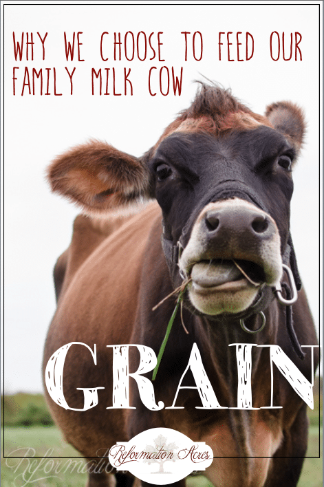 Is it wrong to give a dairy cow feed with grain? The rage is all about 100% grass-fed dairy, but we're giving our family milk cow grain and here's why.