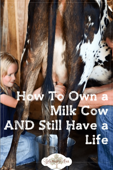 One of the most common deterrents to owning a family dairy cow (or goat) on the homestead is the notion that you'll be tied down twice a day milking, but is that really true? Here's how to milk a cow AND still have a life!