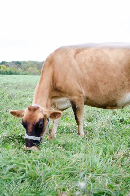 Why We Feed Our Family Milk Cow Grain