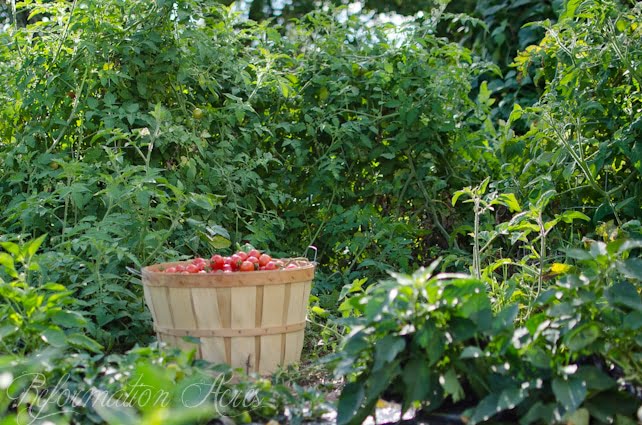 garden tomatoes-14