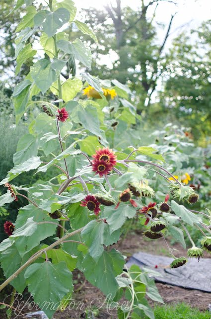 sunflowers2
