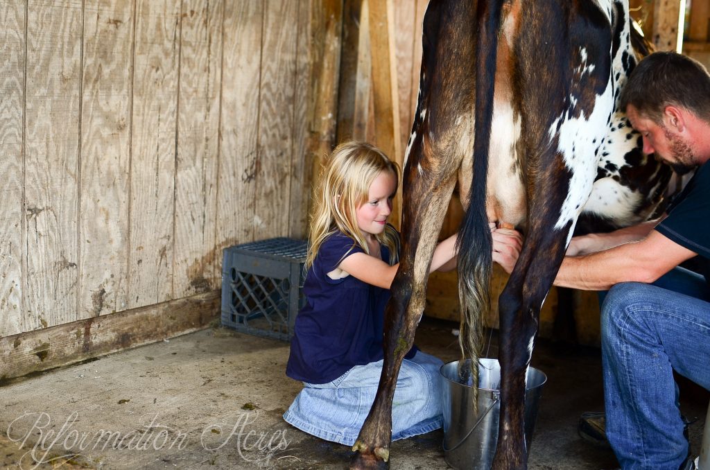 One of the most common deterrents to owning a family dairy cow (or goat) on the homestead is the notion that you'll be tied down twice a day milking, but is that really true? Here's how to milk a cow AND still have a life!