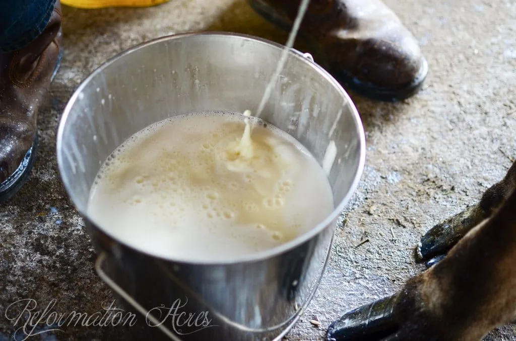 milking into a metal pail of milk