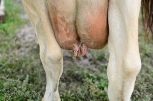 Cow's Udder
