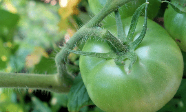 65 Recipes for how to use and preserve GREEN tomatoes