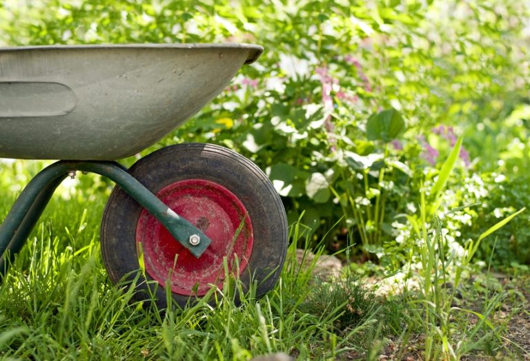 wheelbarrow in the garden