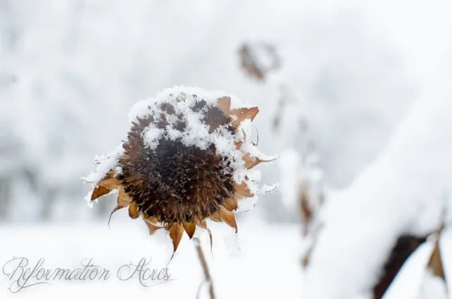 Sunflower in the snow