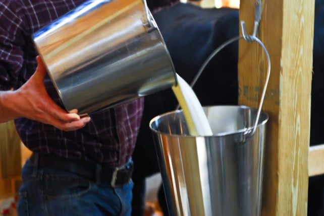 Pouring raw milk into a bucket