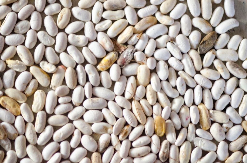 How to Save Heirloom Bean Seeds