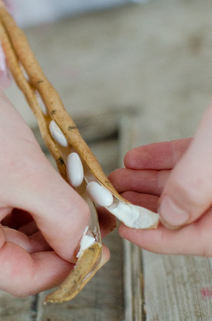How to Save Heirloom Bean Seeds