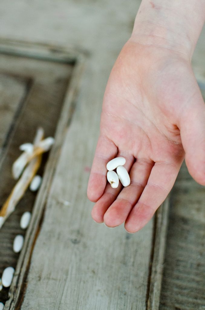 How to Save Heirloom Bean Seeds