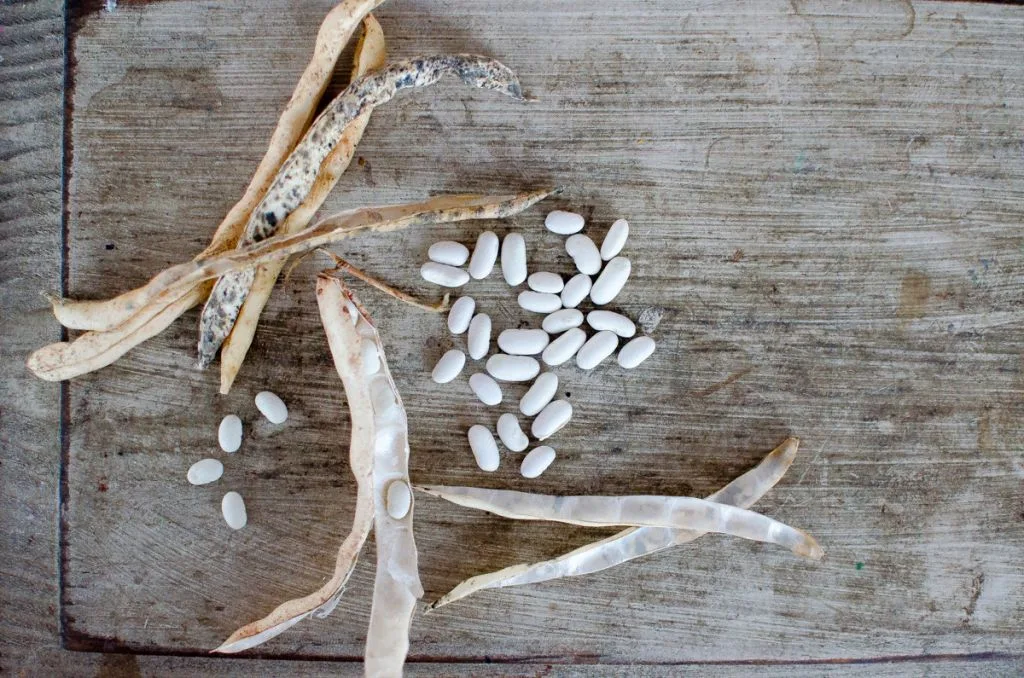 Saving Bean Seeds-on a table