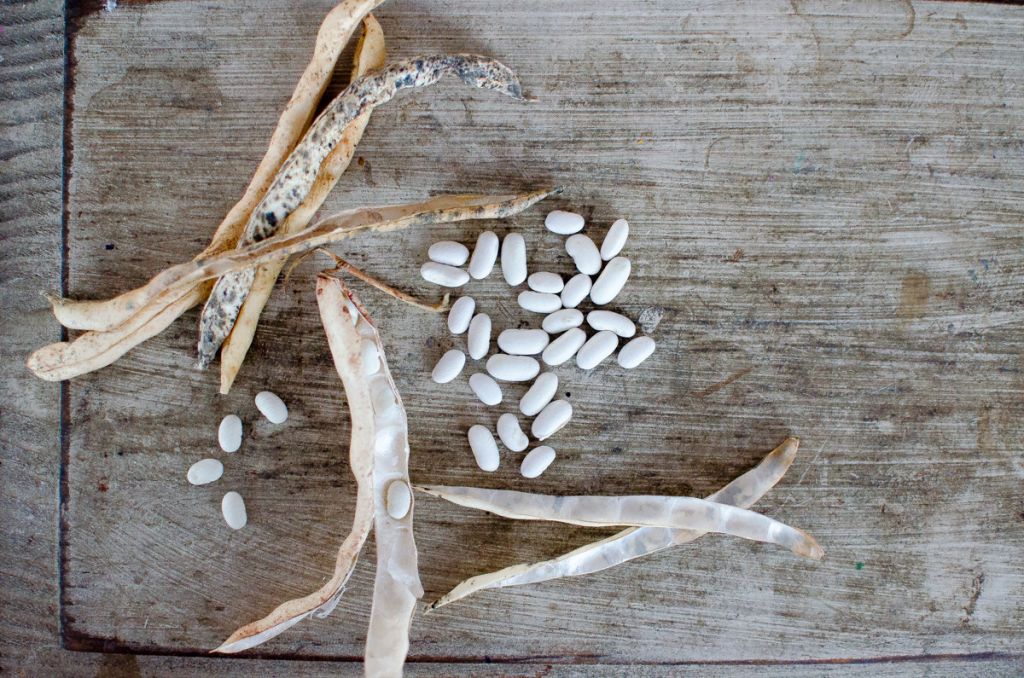 How to Save Heirloom Bean Seeds