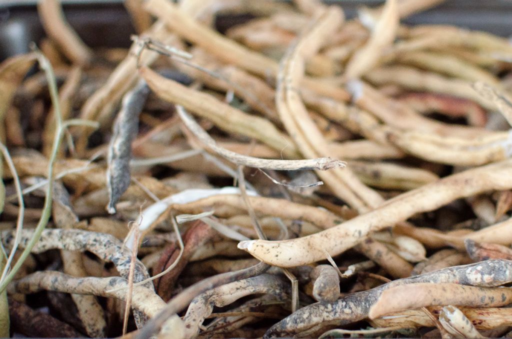 How to Save Heirloom Bean Seeds