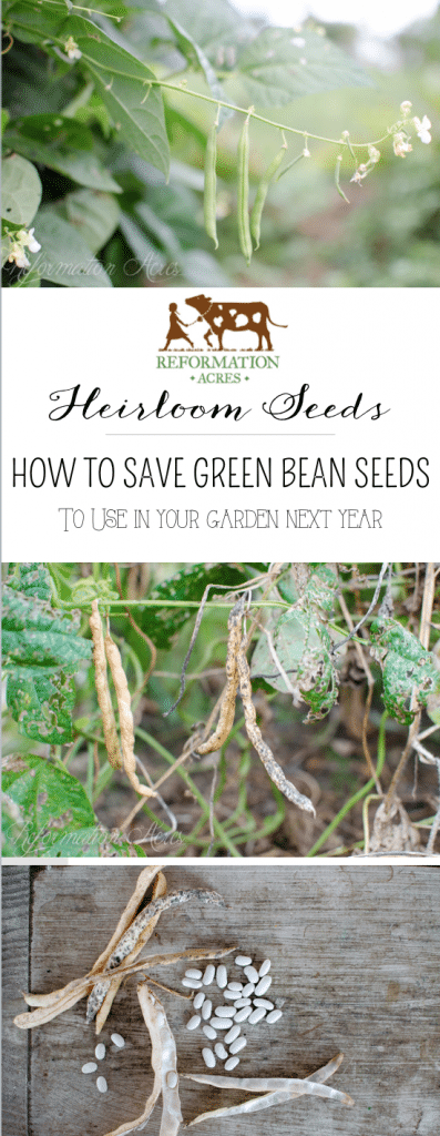 How to Save Heirloom Bean Seeds