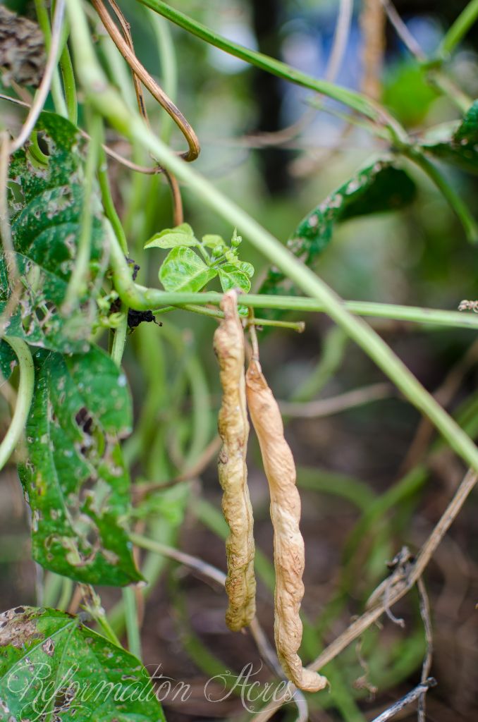 How to Save Heirloom Bean Seeds
