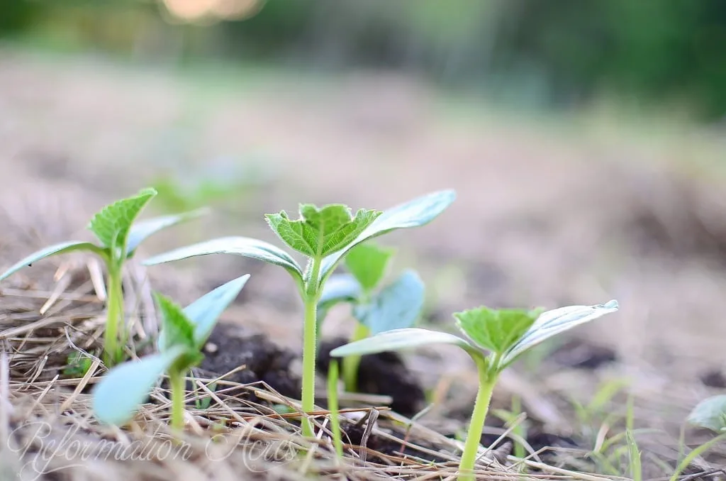 young plants in garden