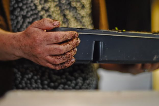 Learn when to plant seeds in your vegetable garden and herb garden with an easy to use Seed Sowing Calculator that you can customize for your frost dates!