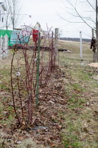 How to Prune Blackberries
