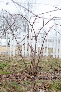 How to Prune Blackberries