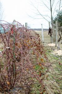 Blackberry Pruning