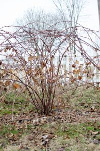 How to Prune Blackberries