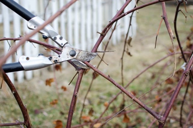 How to Prune Blackberries