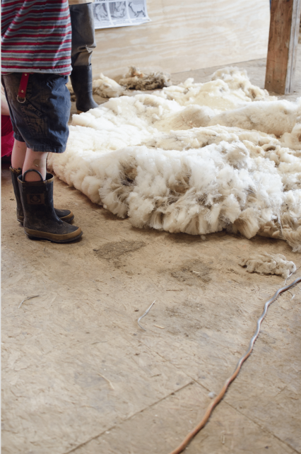 Sheep Shearing 