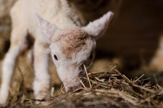 Lambing Season {2015} - signs of labor in Cheviot sheep