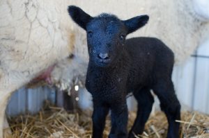Want to put your skills to use and earn money homesteading? Here are over 100 side jobs you can do to make money off the land on a small farm.