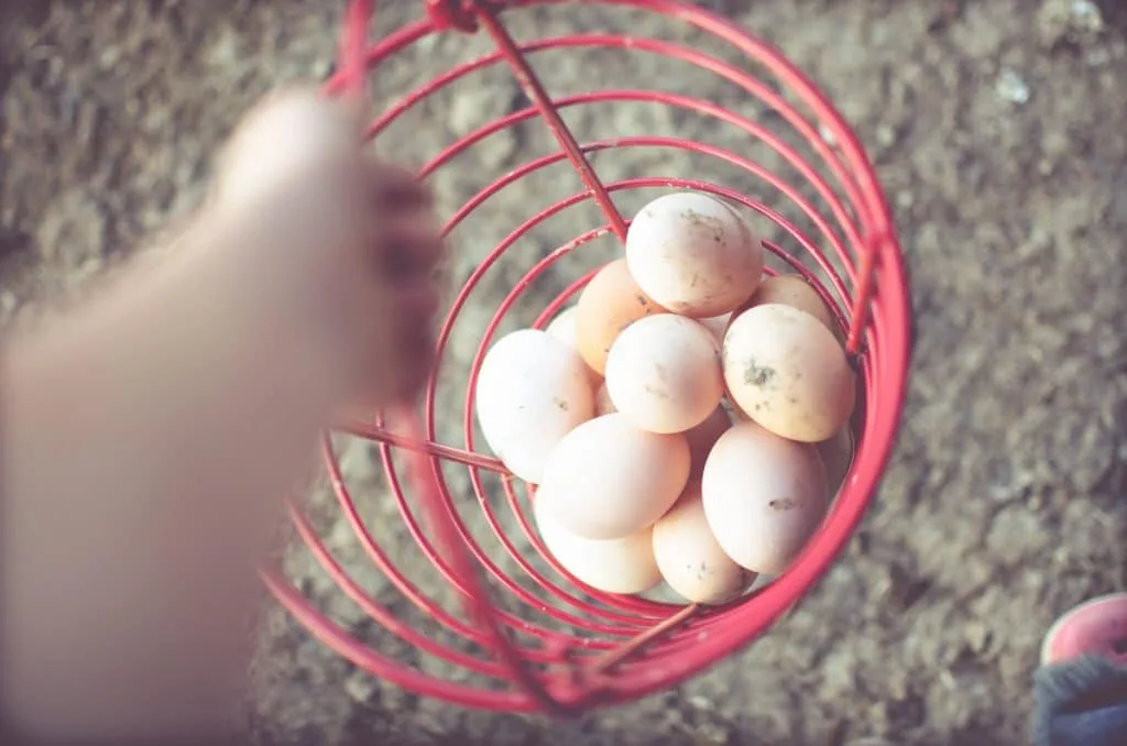 Day in the Life of a Homesteader-129 wire basket full of eggs