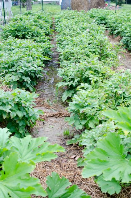 Day in the Life of a Homesteader-21