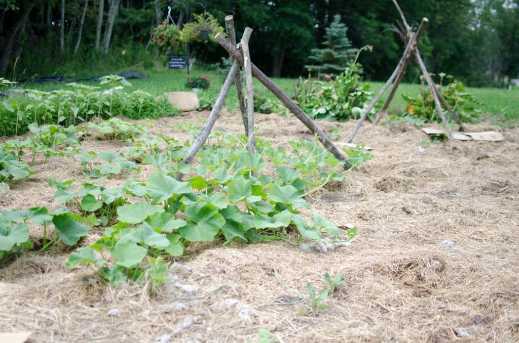 Hay Mulch Gardening