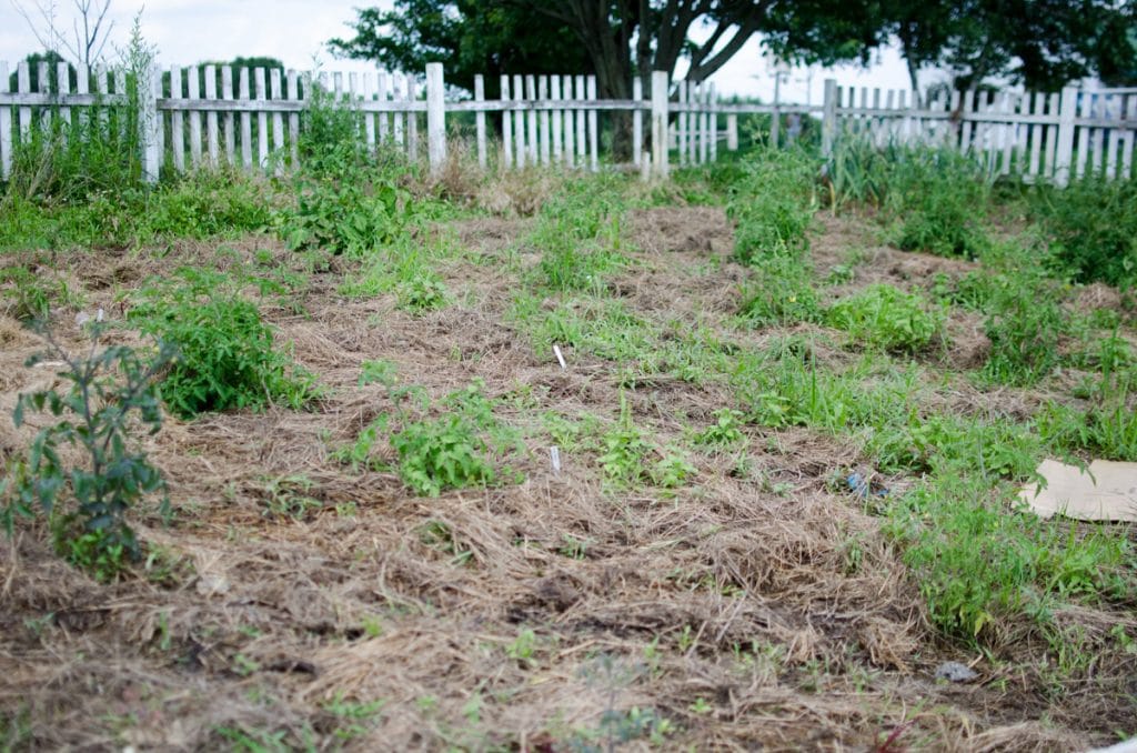 Garden with Weeds