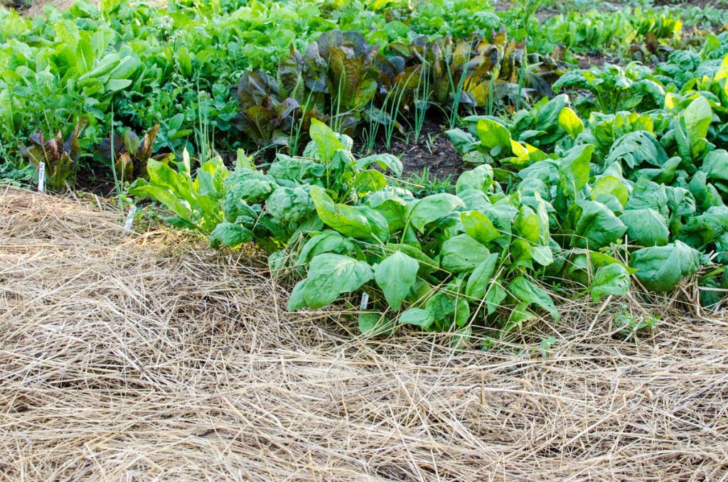 Lettuce Patch