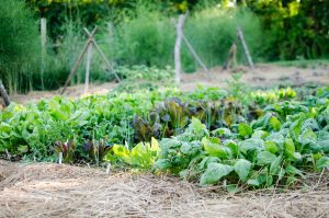 Want the Healthiest Vegetables? Use These Tips for your Garden Plans